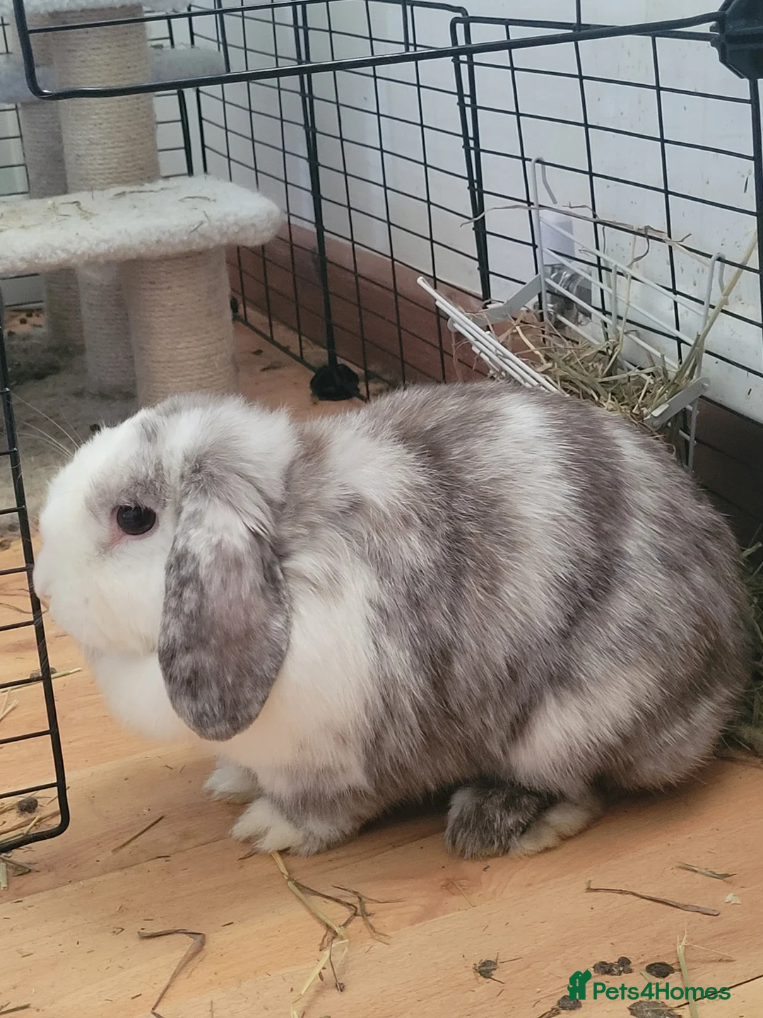 Mixed Breed rabbits for sale: 2 Rabbits for rehoming in Cambridge - Advert 3