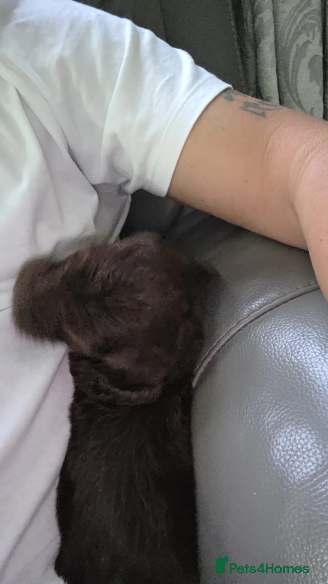 Cockapoo dogs for sale: Female 6mths old  - Advert 4