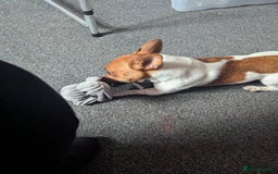 Jack Russell dogs for sale: Hi my name is patch - Image 5