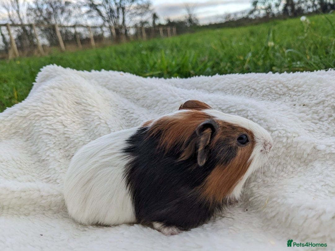 Guinea Pig rodents for sale: Gorgeous guinea pigs - Advert 1