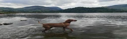 Hungarian Vizsla dogs for sale: Beautiful pedigree Hungarian vizsla litter of 9  - Advert 20