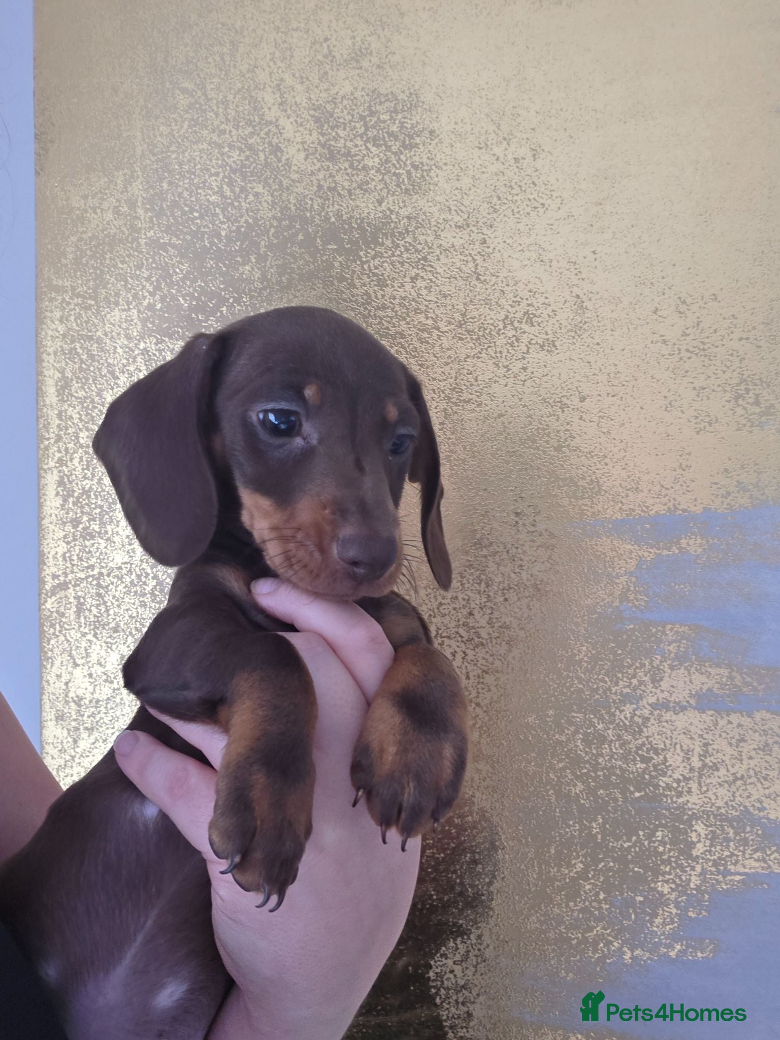 Miniature Dachshund dogs Mini dachshund pups ready to leave - Advert 1