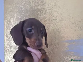 Miniature Dachshund dogs Mini dachshund pups ready to leave - Advert 1