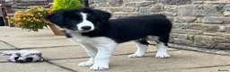 Mixed Breed dogs for sale: 🐾 COLLIE x LURCHER PUPPIES – 3 HANDSOME BOYS 🐾 - Advert 8