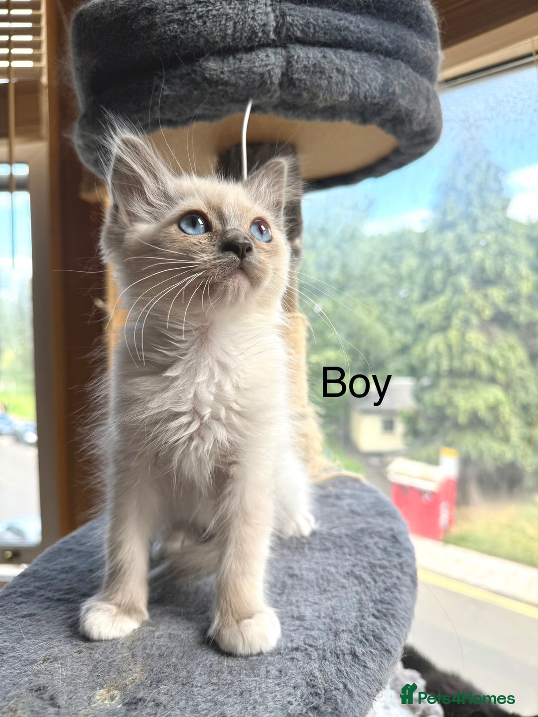 Ragdoll cats for sale: 4 beautiful ragdoll kittens  - Image 22
