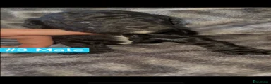 Male 3 
