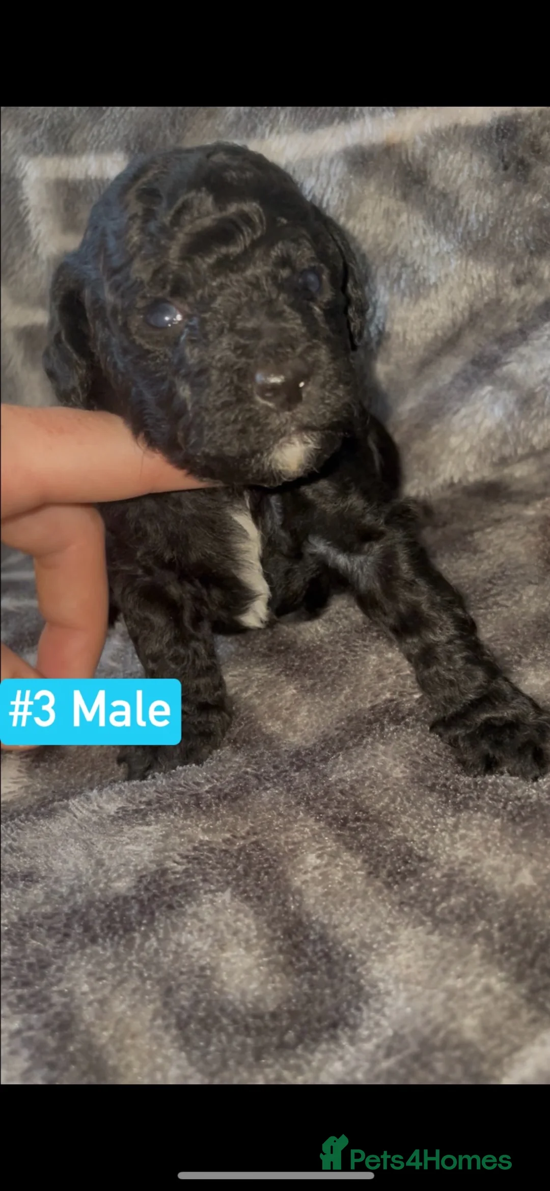 Cockapoo dogs for sale: F1B Cockapoo Puppies  - Advert 17