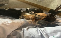 Jack Russell dogs for sale: 7 pure jack russel puppies  - Image 4