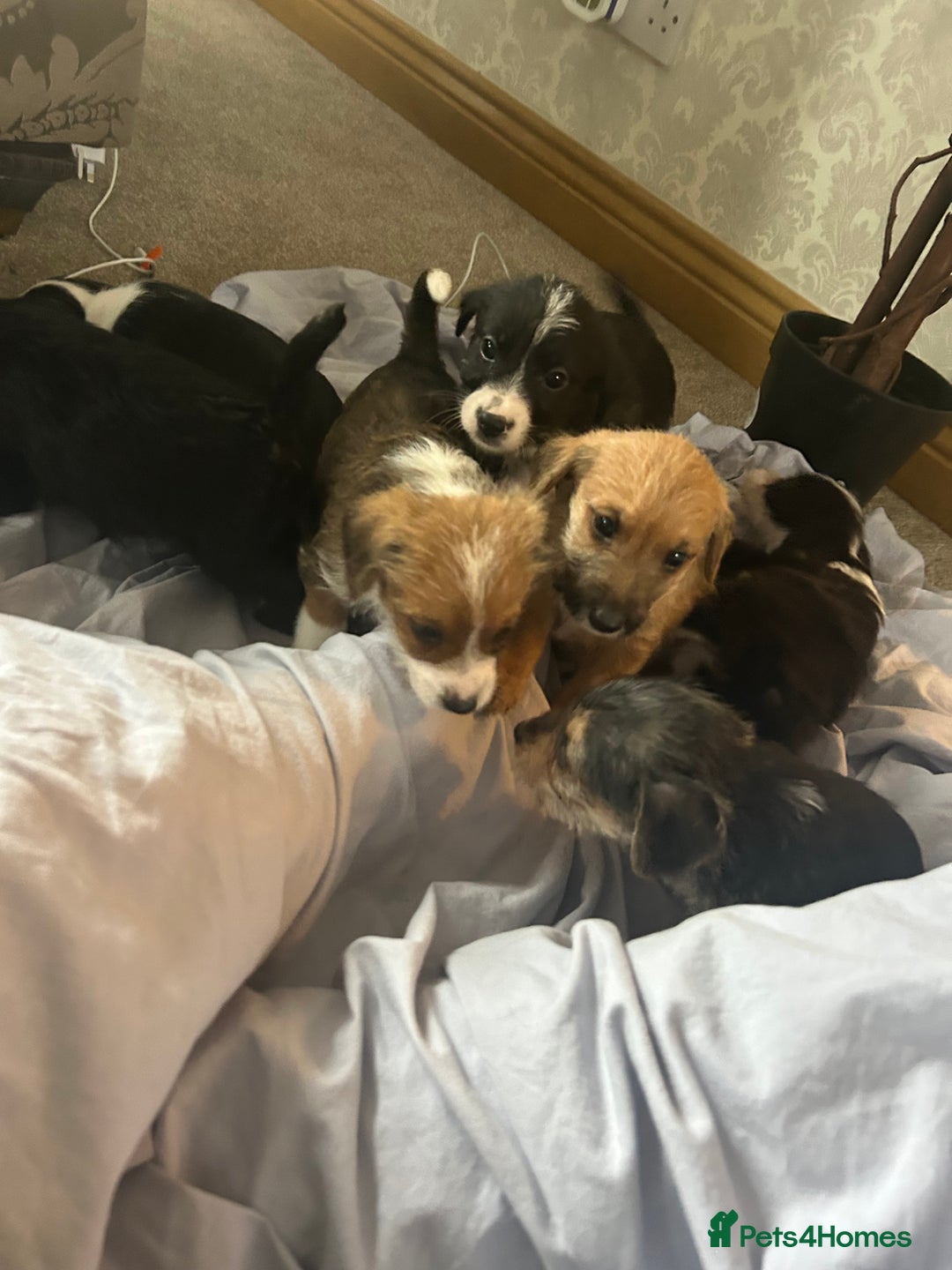 Jack Russell dogs for sale: 7 pure jack russel puppies  - Image 4