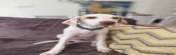 Mixed Breed dogs for adoption: Super Sweet Snowy - Advert 10