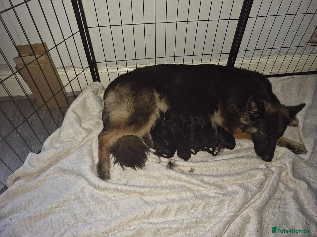 German Shepherd dogs for sale: German shepherd puppies - Advert 2