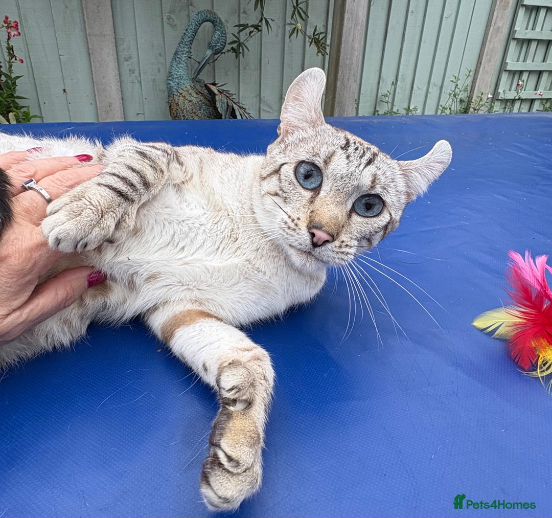 Keetso cats for sale: Superb polydactyl curled eared Keetso girl  - Image 21
