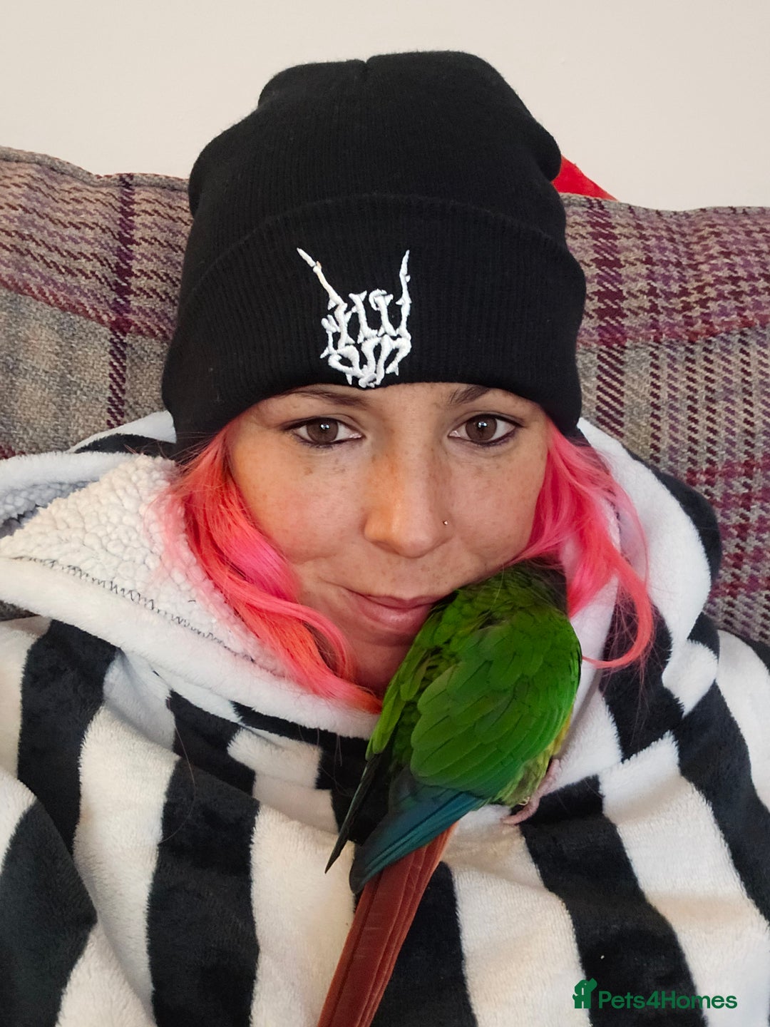 Parakeets birds for sale: Green Cheeked Conure. - Image 4