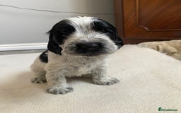 Cocker Spaniel dogs for sale: Beautiful cocker spaniel puppies  - Image 4