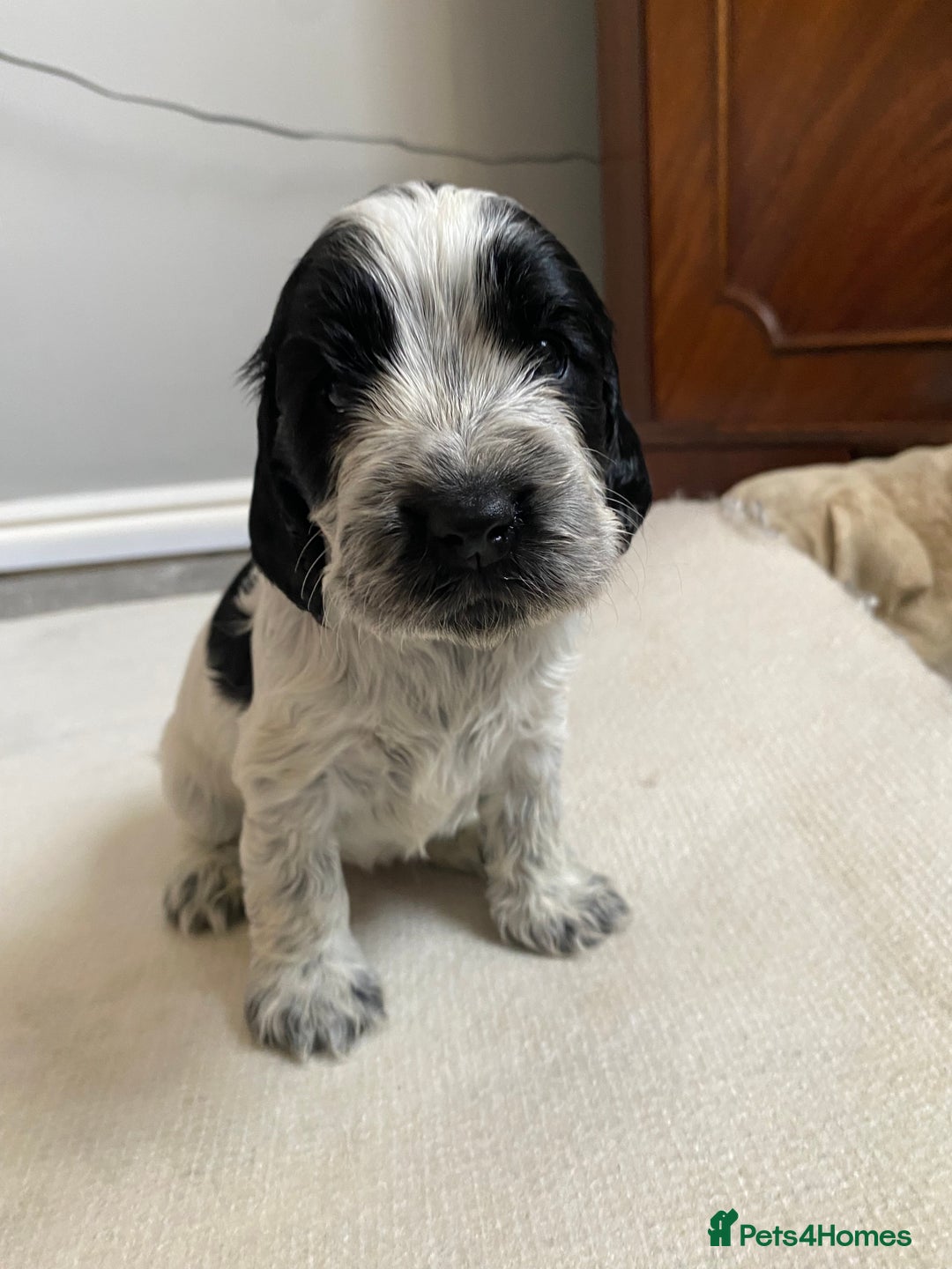 Cocker Spaniel dogs for sale: Beautiful cocker spaniel puppies  - Image 4