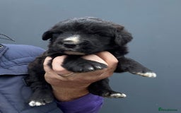 Mixed Breed dogs for sale: f1 St Berdoodle Pups - Image 1