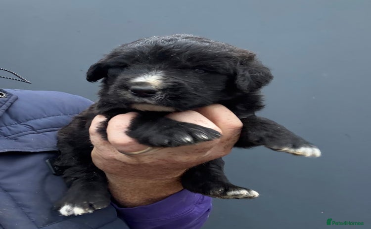 Mixed Breed dogs - Advert 1