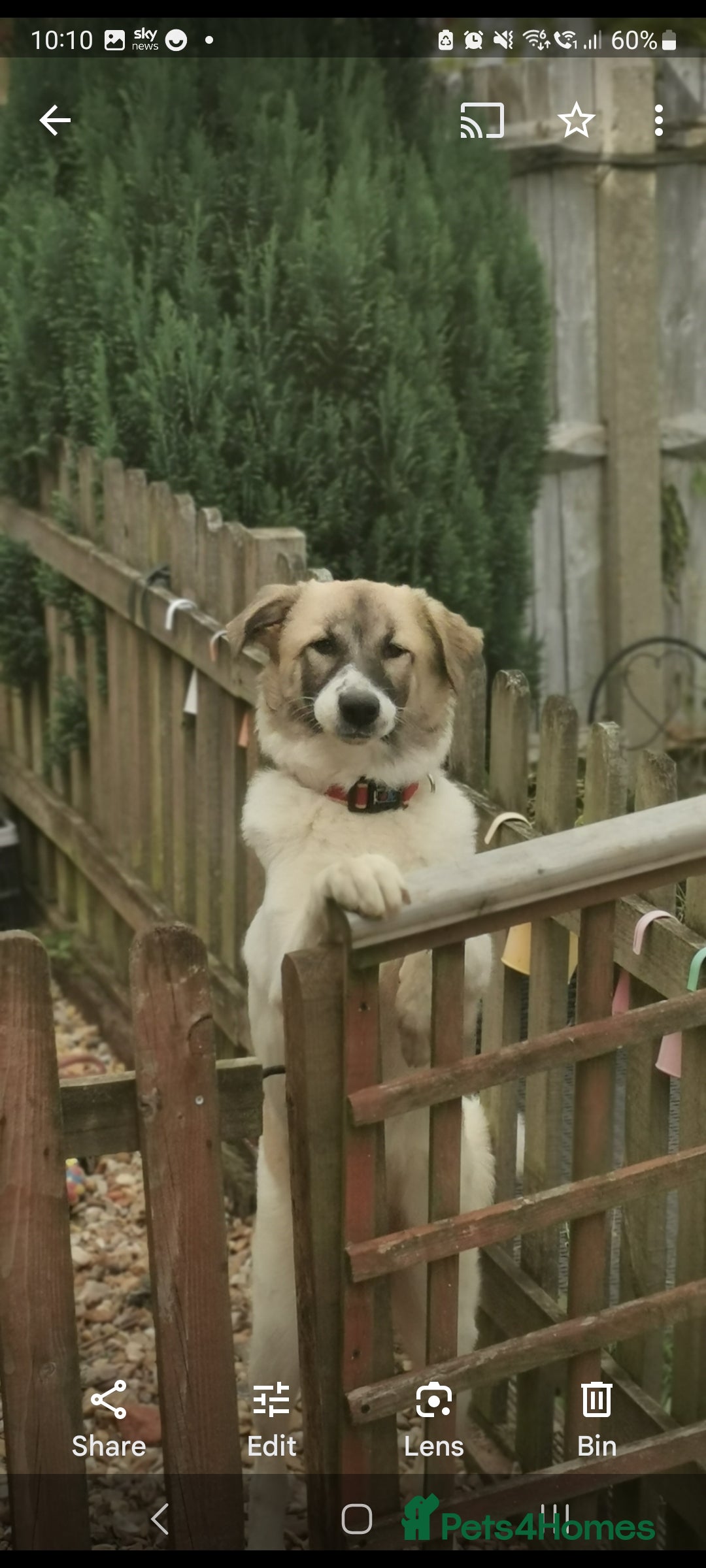 Mixed Breed dogs for sale: Beautiful girl looking for a loving home - Image 2