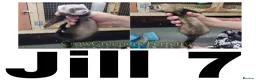 Ferret rodents for sale: Ferret Kits for Sale - Advert 9