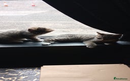 Mixed Breed cats for sale: 3 ADORABLE STRIPEY FURBALLS  - Image 12