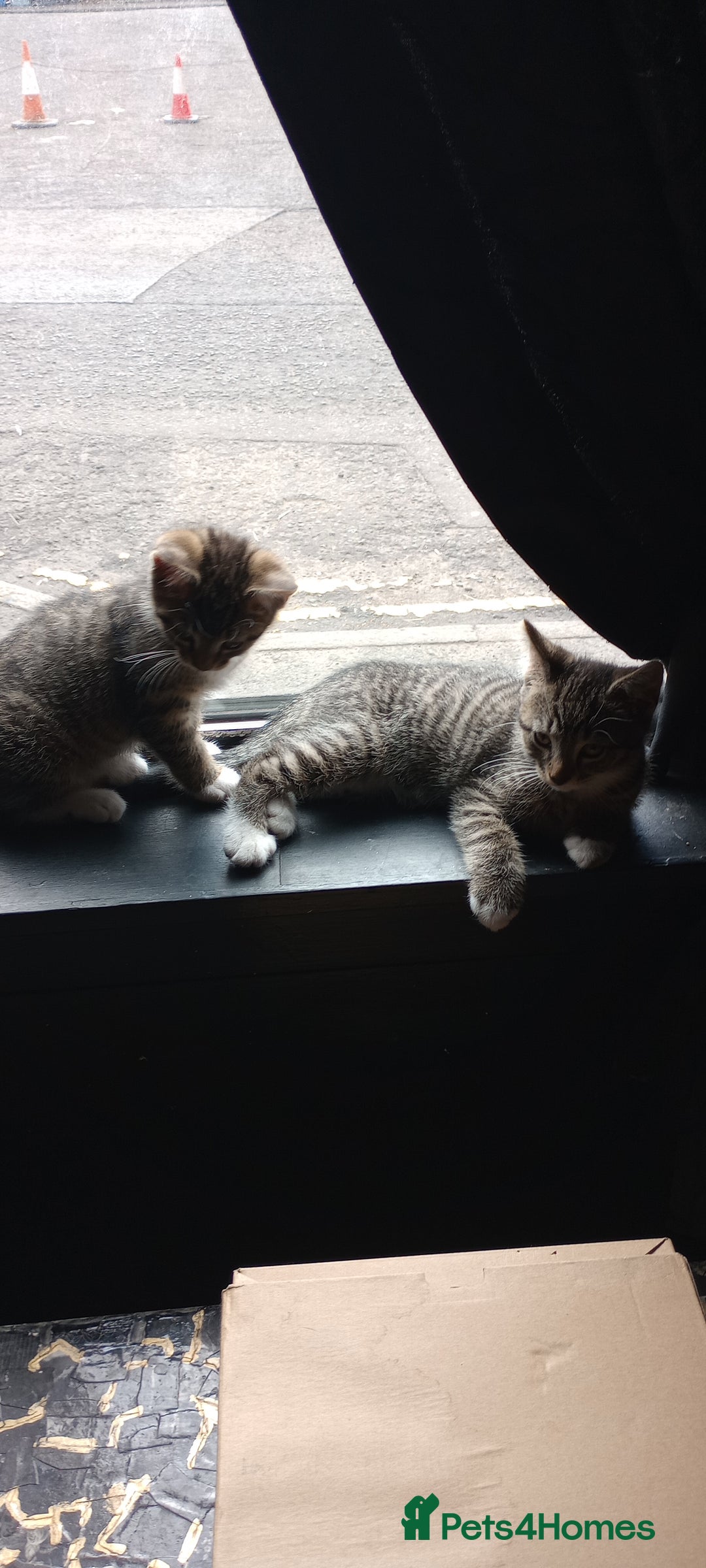 Mixed Breed cats for sale: 3 ADORABLE STRIPEY FURBALLS  - Image 12