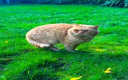 British Shorthair cats for stud: TICA REG CINNAMON UNDER RED STUD  - Advert 4