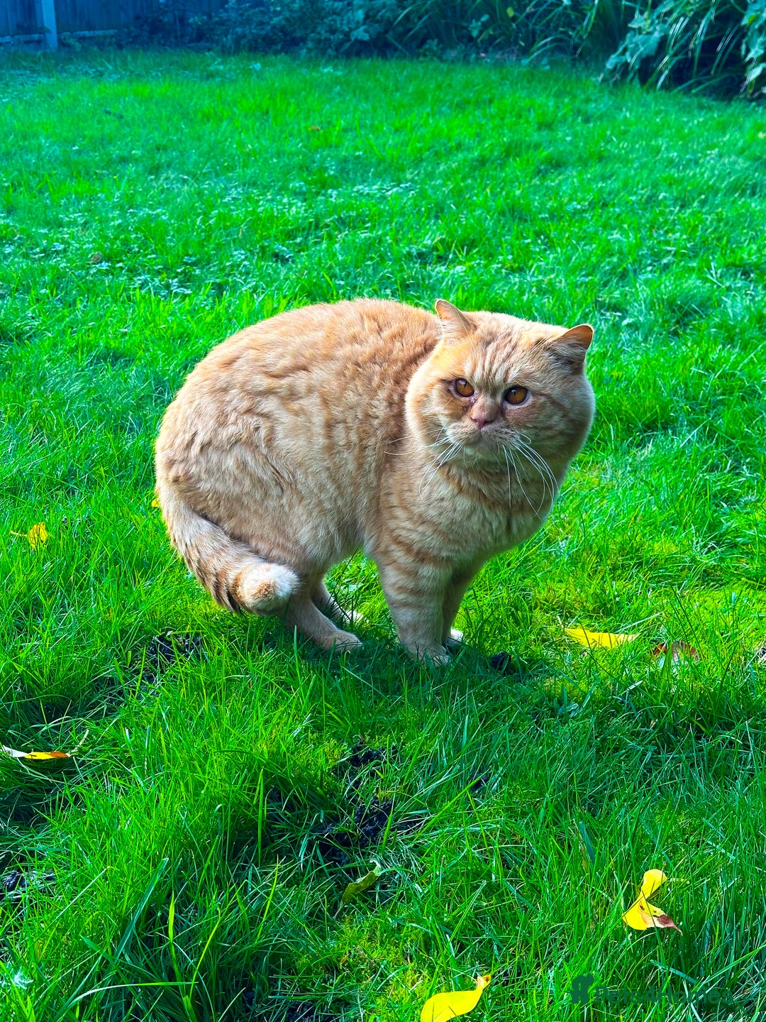 British Shorthair cats for stud: TICA REG CINNAMON UNDER RED STUD  - Advert 4