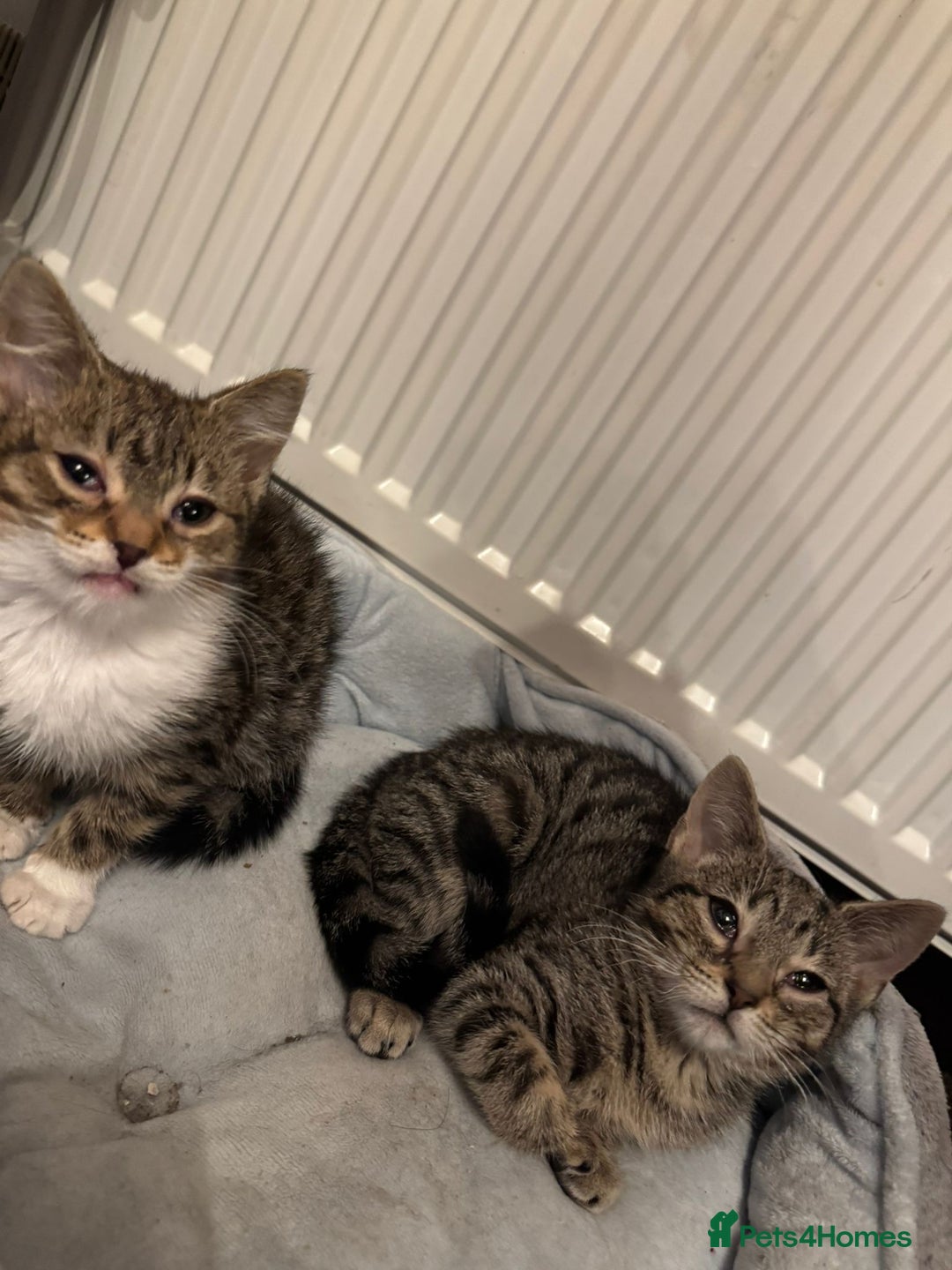 American Shorthair cats for sale: Two Tabby Kittens - Advert 1