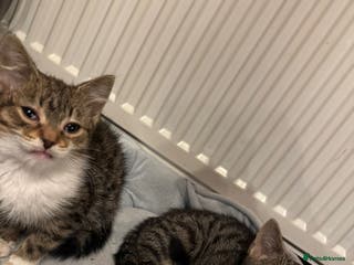 American Shorthair cats Two Tabby Kittens - Advert 2