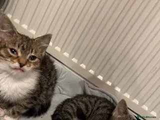 American Shorthair cats Two Tabby Kittens - Advert 1