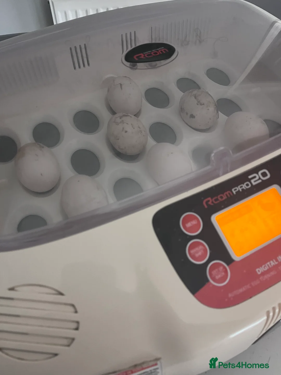 Ducks poultry for sale: Welsh Harlequin Ducklings Expected  - Advert 3