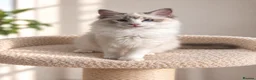 Ragdoll cats for sale: 🐾 Beautiful Ragdoll Kittens for Sale 🐾 - Advert 6