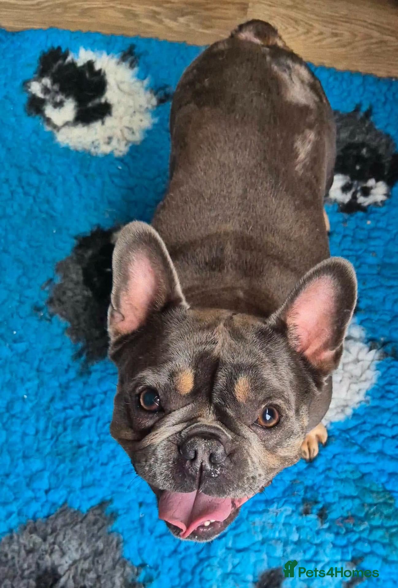 French Bulldog dogs Stella - In Ayr Looking for a Home  - Advert 2