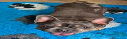 French Bulldog dogs for adoption: Stella - In Ayr Looking for a Home  - Advert 1