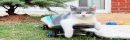 British Shorthair cats for sale: Beautiful Blue & White British Shorthair Kittens in Stowmarket - Advert 17