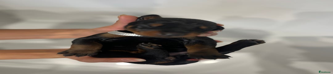 Dobermann Puppy 4