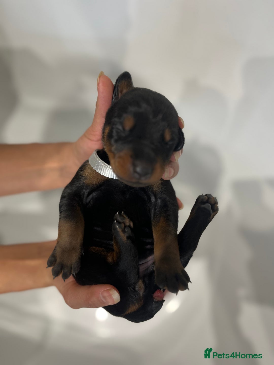 Dobermann dogs for sale: 🏆Supreme Dobermanns - Where Excellence Begins 🏆 - Image 26