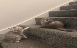 British Shorthair cats for sale: British Shorthair-Blue cream/silver tabby kittens  - Image 4