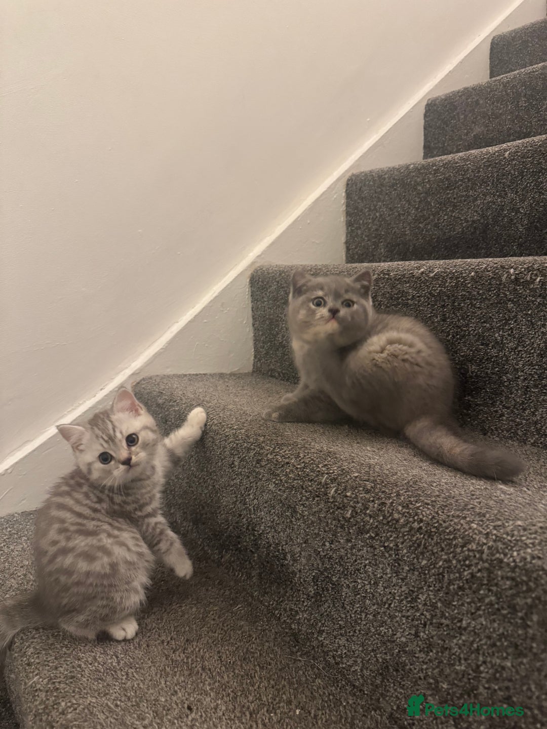 British Shorthair cats for sale: British Shorthair-Blue cream/silver tabby kittens  - Image 4