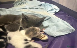 Mixed Breed cats for sale: Kittens 2 males 1 female for sale  - Image 5