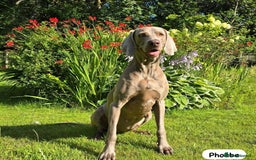 Weimaraner dogs for sale: Exceptional litter of Weimaraner puppies  - Image 33