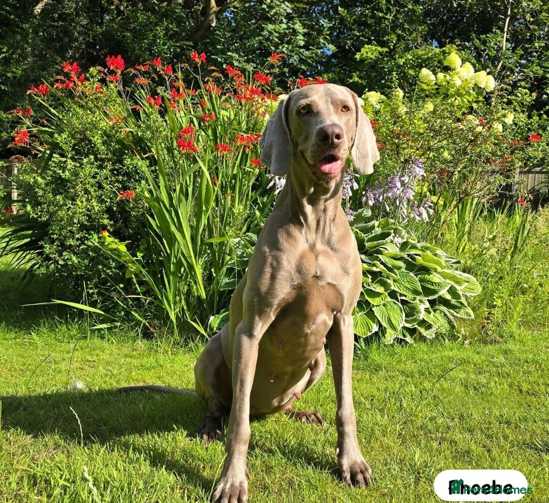 Weimaraner dogs for sale: Exceptional litter of Weimaraner puppies  - Image 33