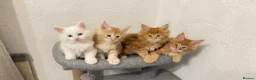 Maine Coon cats for sale: Maine Coon Kittens  - Advert 2