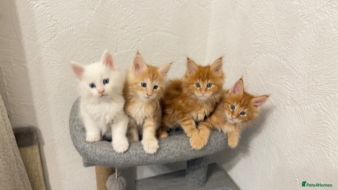 Maine Coon cats for sale: Maine Coon Kittens  - Advert 2