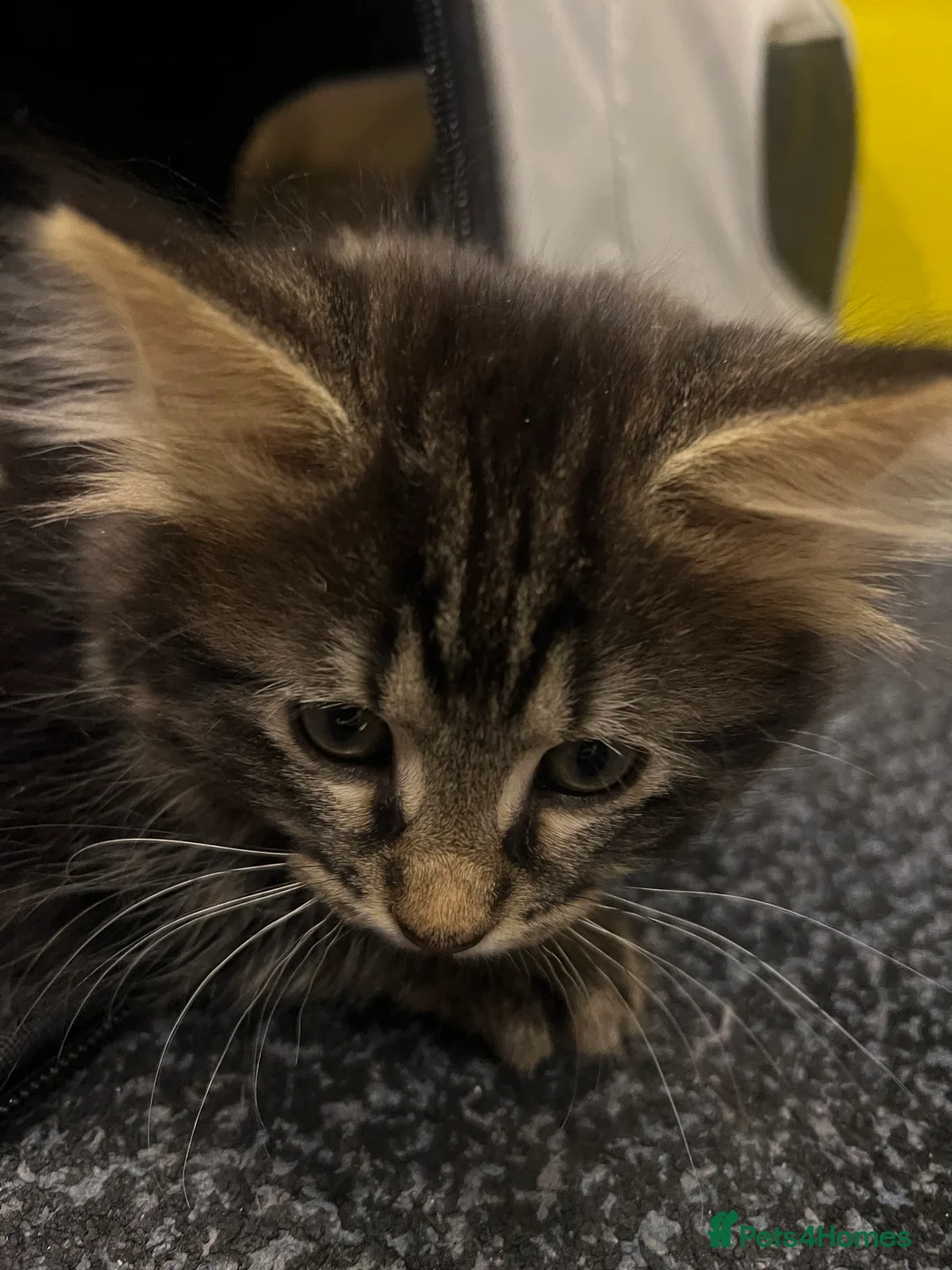 Bengal cats for sale: Half Bengal X Half Maine Coon for sale  - Advert 7