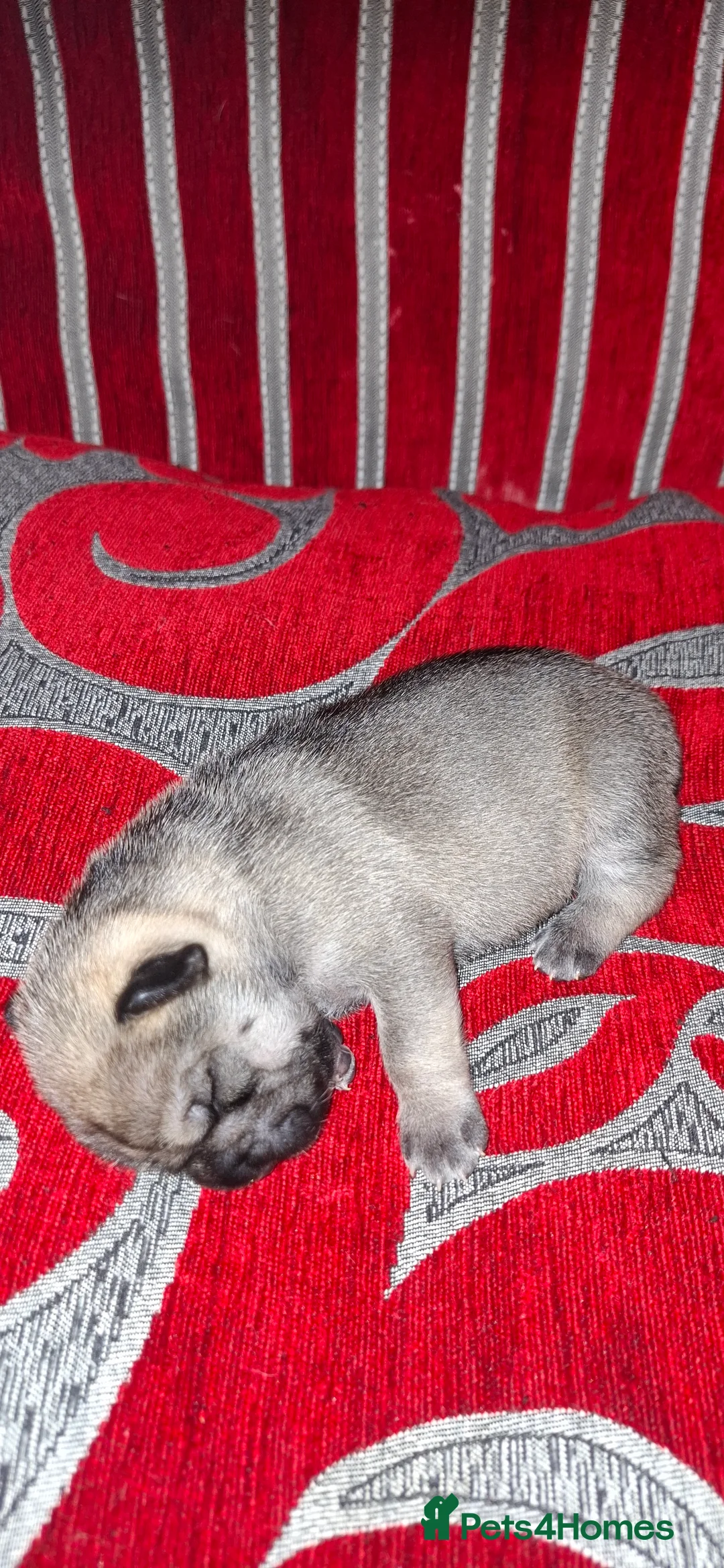 Mixed Breed dogs for sale: Rus-A-Pei ( Rare ) - Advert 30