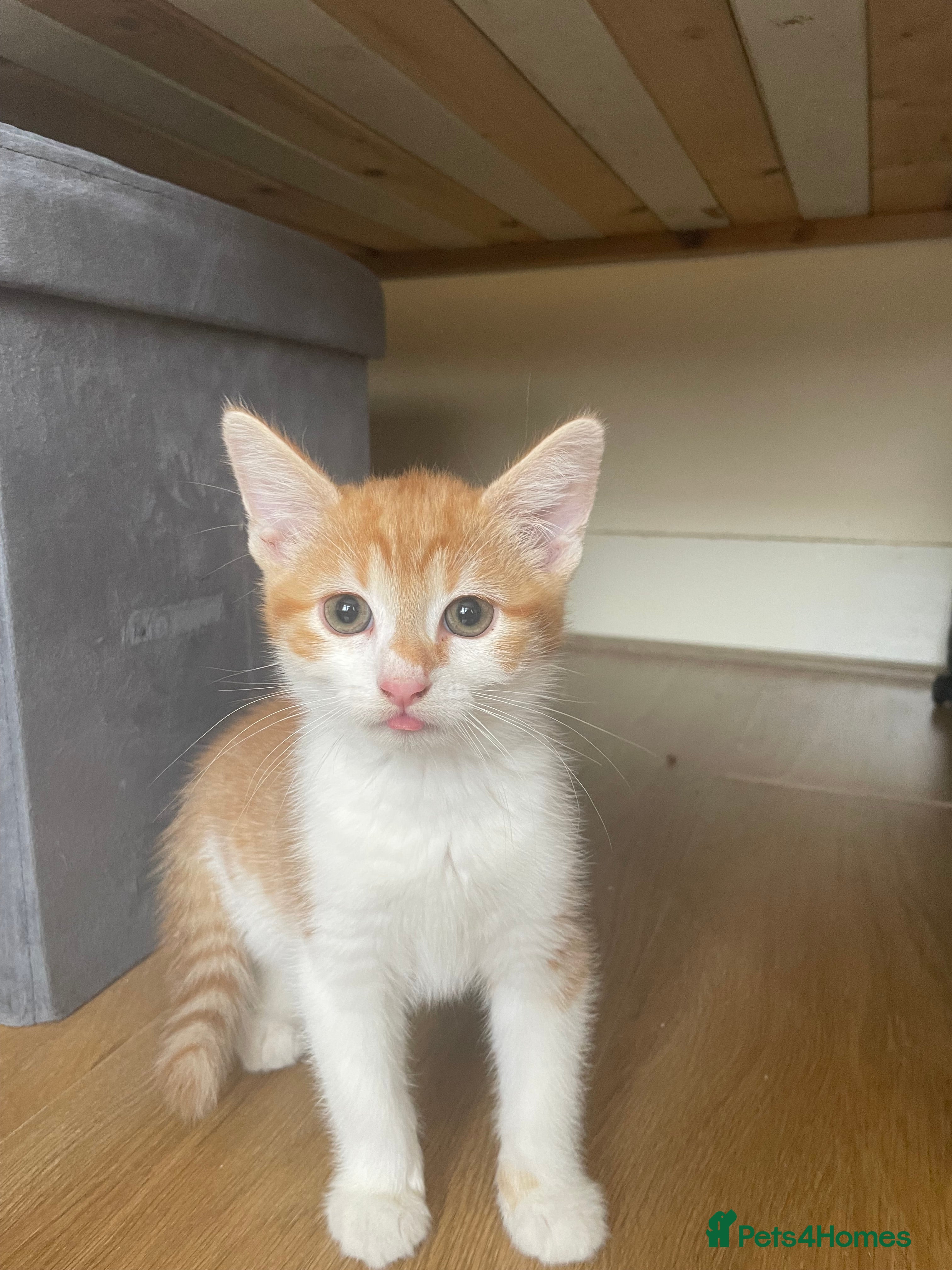 Mixed Breed cats for sale: 2 Cute Kittens  - Advert 8
