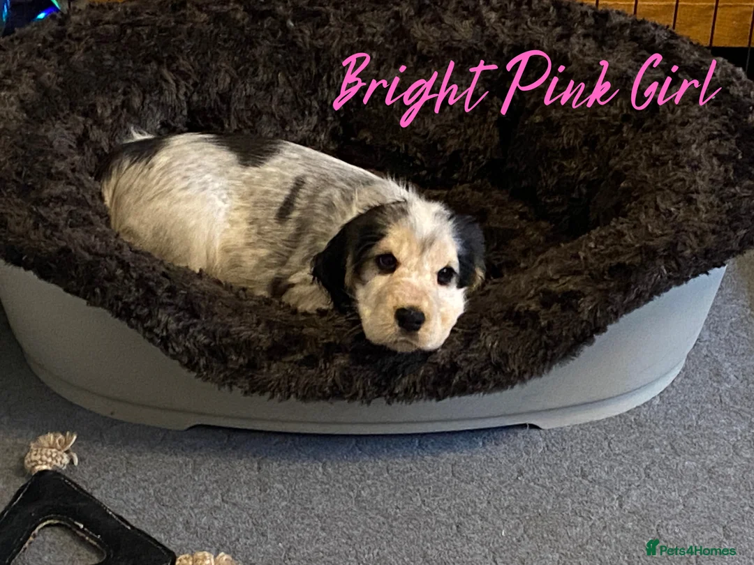 Cocker Spaniel dogs for sale: Stunning Litter of Show Cocker Spaniels  - Advert 27