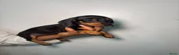 Dachshund dogs for sale: 🐾Mini Dachshund x Chihuahua (Chiweenie) - Advert 7