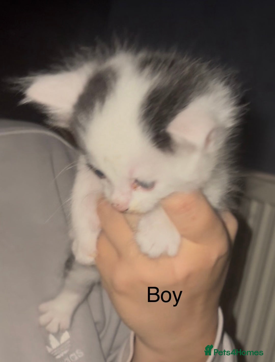 Mixed Breed cats for sale: Beautiful Kittens For Sale  - Advert 3